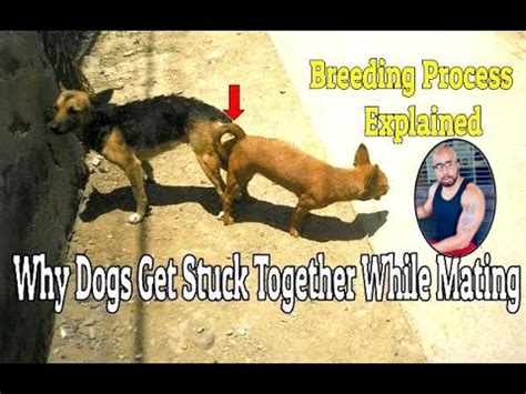 dogs breeding stuck together|how to separate mating dogs.